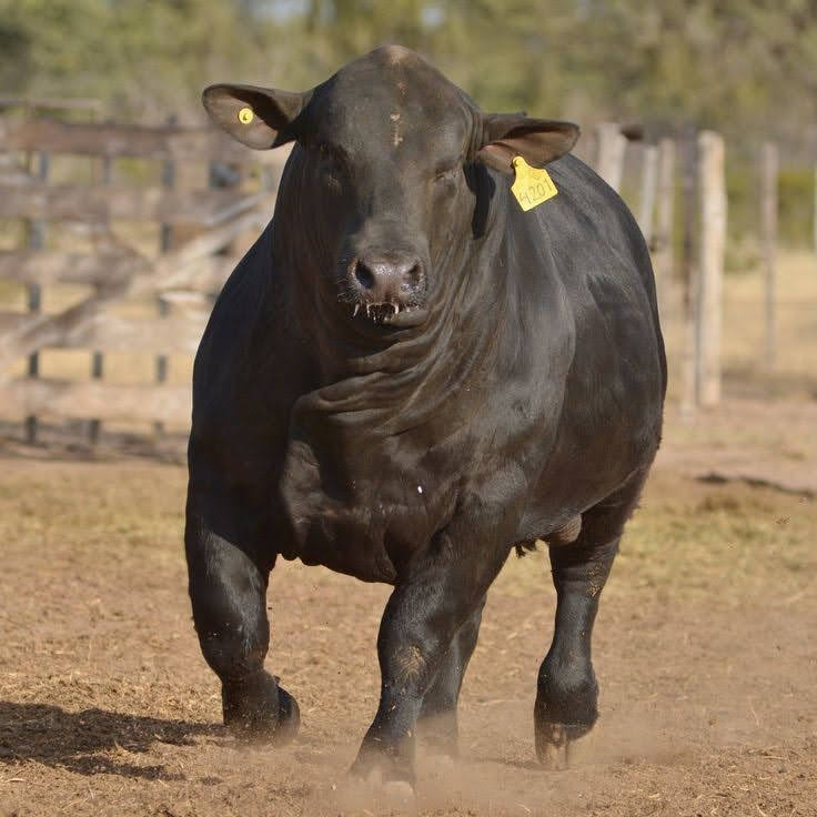 un toro angus negro, de gran tamaño y musculatura